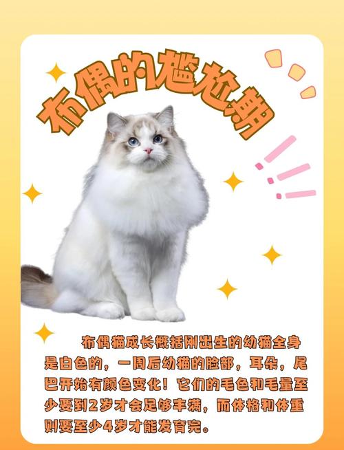 猫咪换毛季掉毛多?科学梳毛防健康问题(现在是猫咪的换毛季吗) 猫咪换毛季掉毛多?科学梳毛防健康问题(现在是猫咪的换毛季吗)