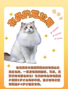猫咪换毛季掉毛多？科学梳毛防健康问题（现在是猫咪的换毛季吗）