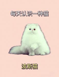 优雅长毛，88色变体，温顺伴侣（波斯猫品种分类）
