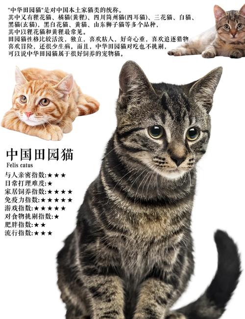 短毛猫好养性格好,优雅活泼超可爱!(短毛猫品种及图片) 短毛猫好养性格好,优雅活泼超可爱!(短毛猫品种及图片)