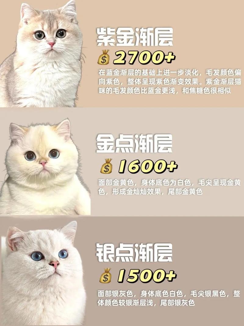 选健康长寿还是高颜值?(英短和折耳猫哪个贵) 选健康长寿还是高颜值?(英短和折耳猫哪个贵)