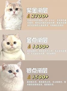 选健康长寿还是高颜值？（英短和折耳猫哪个贵）