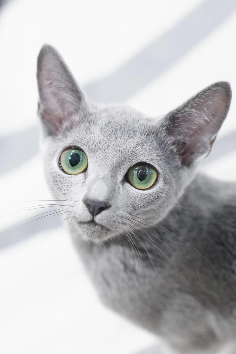 优雅天使,温顺亲人(俄罗斯蓝猫图片) 优雅天使,温顺亲人(俄罗斯蓝猫图片)