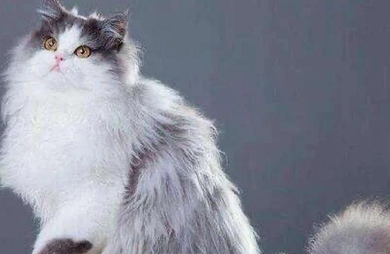 高贵优雅伴侣(泼斯猫图片) 高贵优雅伴侣(泼斯猫图片)