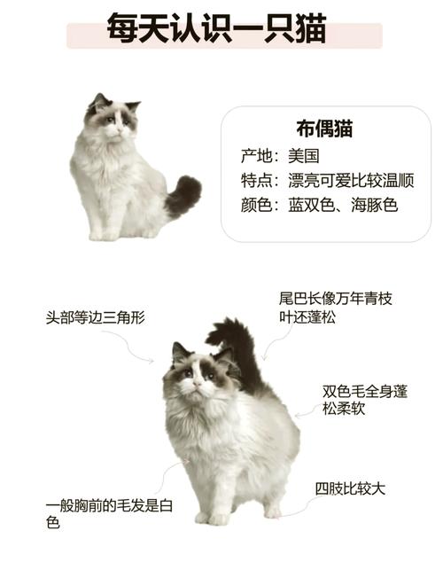 幼猫山猫布偶VS海双布偶,花纹看这里(幼猫时期如何区分山猫布偶和海双) 幼猫山猫布偶VS海双布偶,花纹看这里(幼猫时期如何区分山猫布偶和海双)