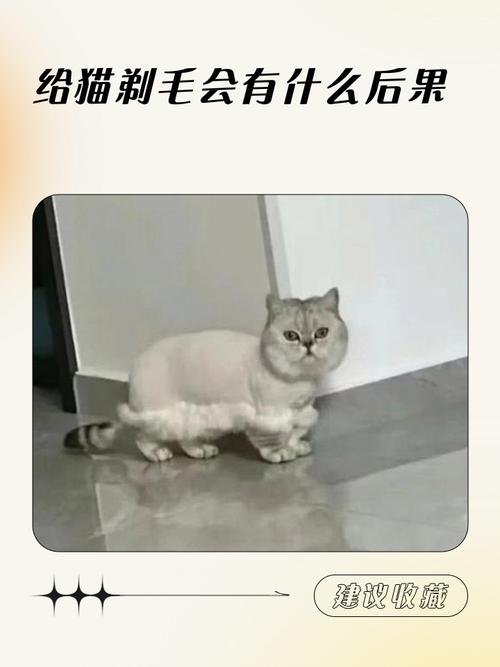 剃毛洗澡危险!伤皮肤损健康,猫咪应激易猝死(猫给剃毛洗澡会死吗) 剃毛洗澡危险!伤皮肤损健康,猫咪应激易猝死(猫给剃毛洗澡会死吗)