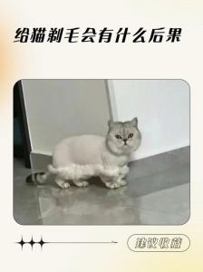 剃毛洗澡危险！伤皮肤损健康，猫咪应激易猝死（猫给剃毛洗澡会死吗）