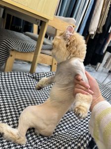 别剃猫毛，会焦虑伤身，梳毛更友好（把猫毛剪了它会生气吗）