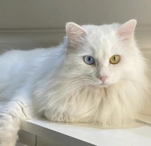 优雅气质，社交媒体独特标识（波斯猫头像）