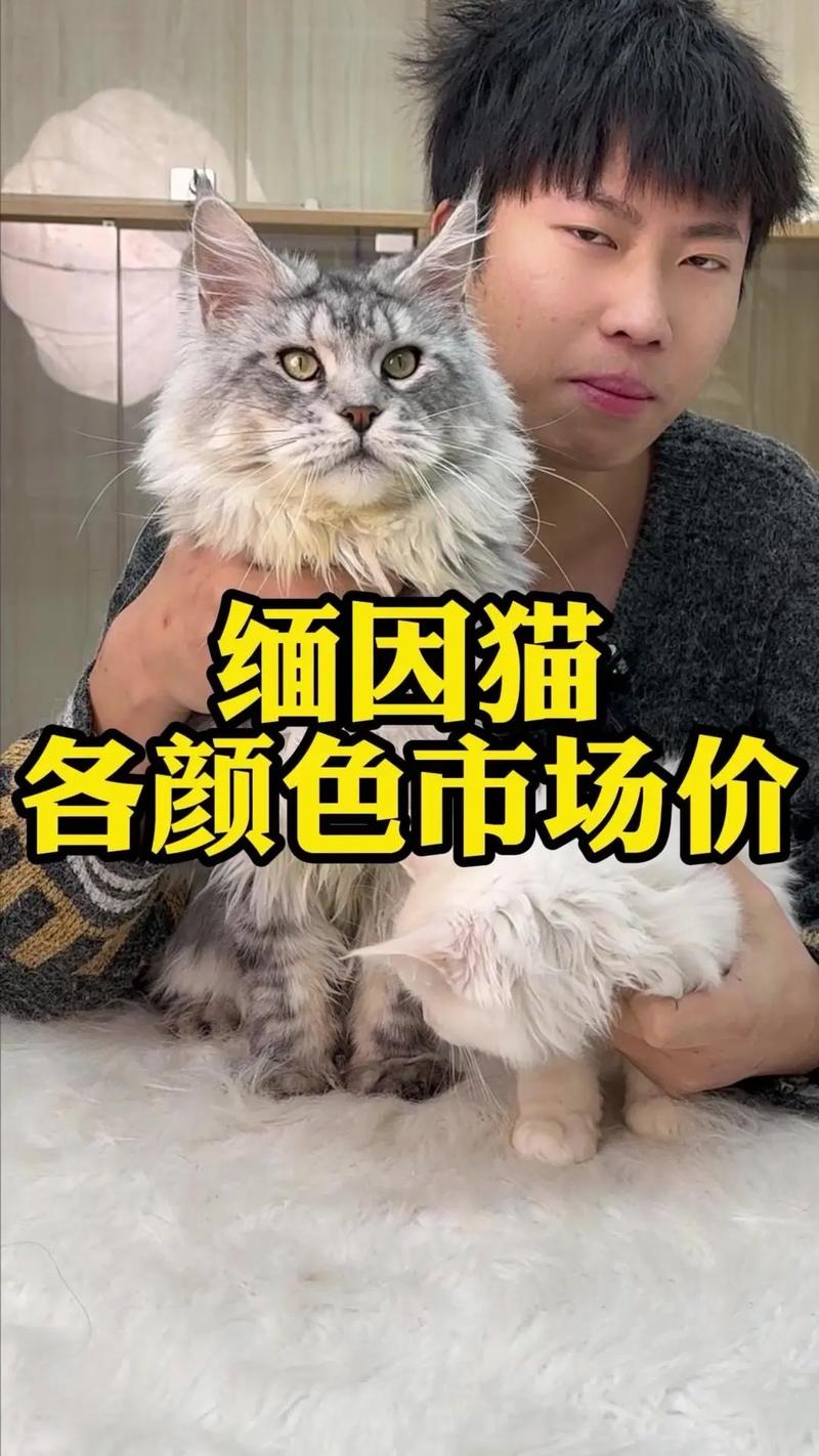 从600元到3万元,养护费用每年数千元(银虎斑猫多少钱一只) 从600元到3万元,养护费用每年数千元(银虎斑猫多少钱一只)