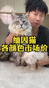 从600元到3万元，养护费用每年数千元（银虎斑猫多少钱一只）