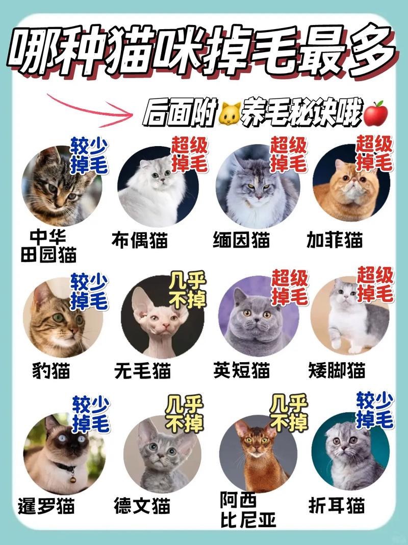 猫咪换毛季长掉毛多?梳毛补营养很重要!(猫咪多久换毛) 猫咪换毛季长掉毛多?梳毛补营养很重要!(猫咪多久换毛)
