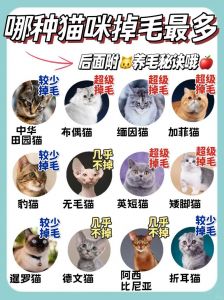 猫咪换毛季长掉毛多？梳毛补营养很重要！（猫咪多久换毛）