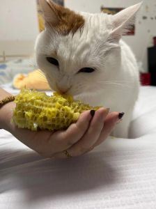 玉米喂猫好处多但需限量（猫吃玉米的好处和坏处）