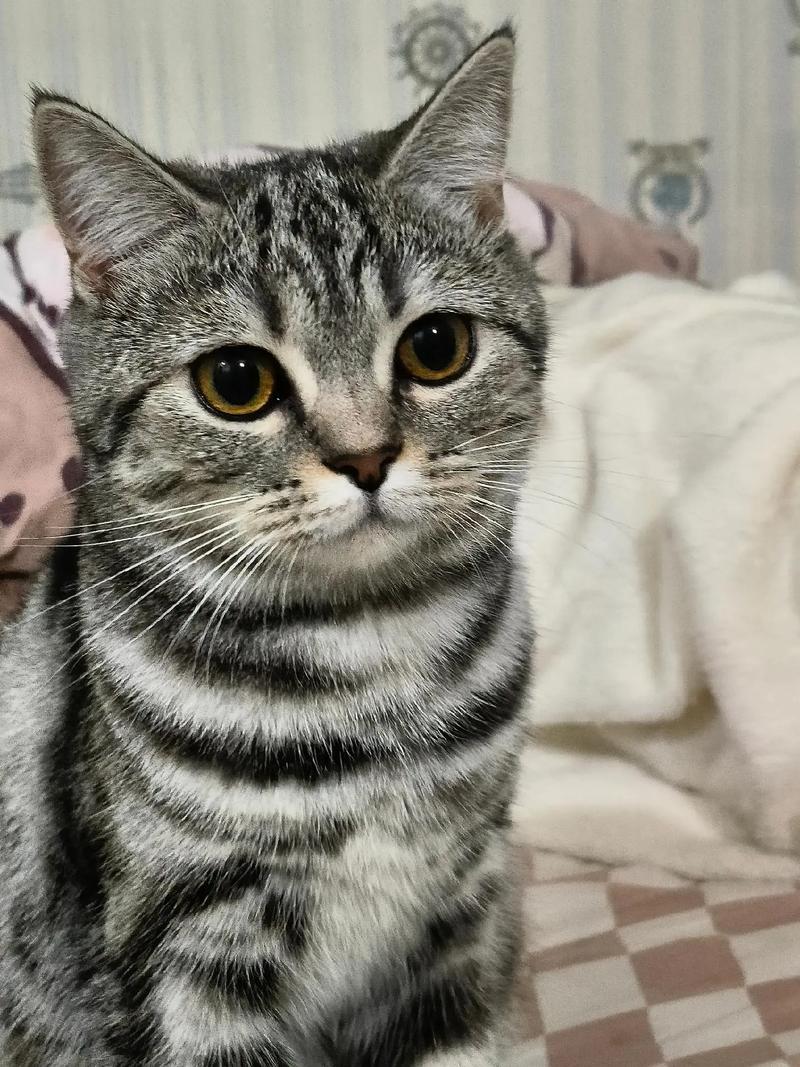 优雅光泽,性格独立又依赖(成年虎斑猫图片) 优雅光泽,性格独立又依赖(成年虎斑猫图片)
