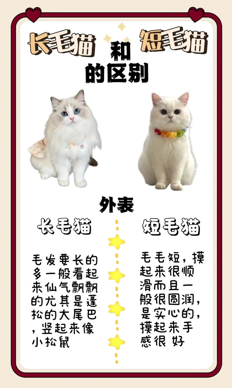 短毛狸花猫好打理，防毛球要梳毛喂对食（狸花猫属于长毛猫还是短毛猫）