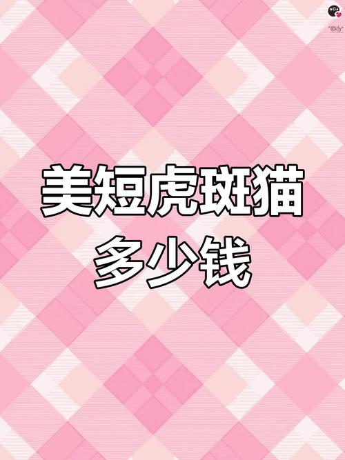 美短虎斑折耳猫价格1000至万元,品相决定价值(美短虎斑折耳猫多少钱一只) 美短虎斑折耳猫价格1000至万元,品相决定价值(美短虎斑折耳猫多少钱一只)