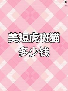 美短虎斑折耳猫价格1000至万元，品相决定价值（美短虎斑折耳猫多少钱一只）