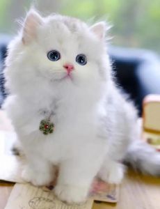 清澈迷人，温婉典雅（波斯猫蓝眼睛图片）