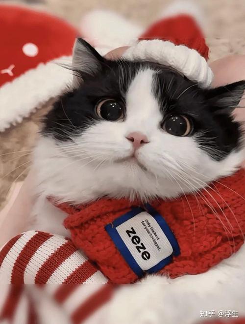 AI生成小猫图,DCGAN技术解析(生成小猫的一张图片) AI生成小猫图,DCGAN技术解析(生成小猫的一张图片)