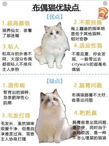 布偶猫性格温顺，但狩猎本能可能退化（布偶猫会抓老鼠吗）