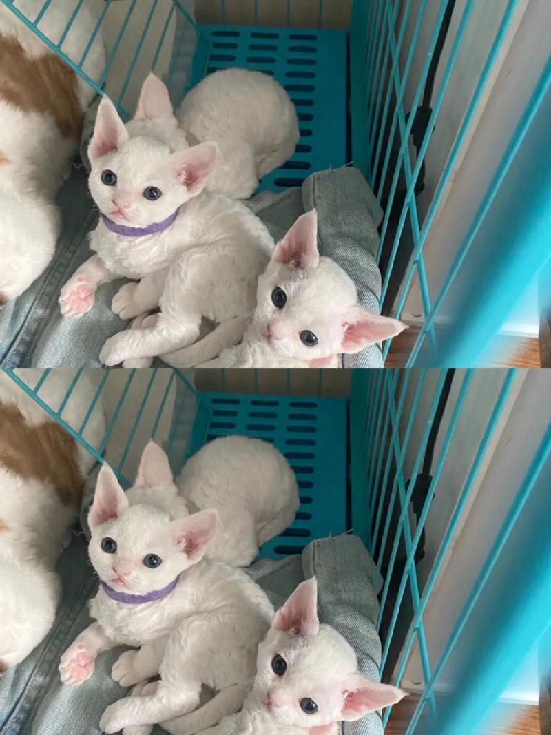 公猫黏人价1万,母猫独立价2万(德文猫养公的还是母的) 公猫黏人价1万,母猫独立价2万(德文猫养公的还是母的)