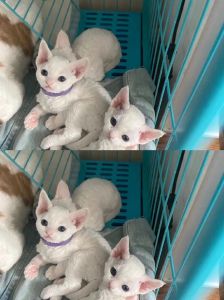 公猫黏人价1万，母猫独立价2万（德文猫养公的还是母的）