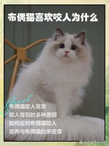 布偶猫讨厌主人怎么办？（布偶猫讨厌主人的表现）