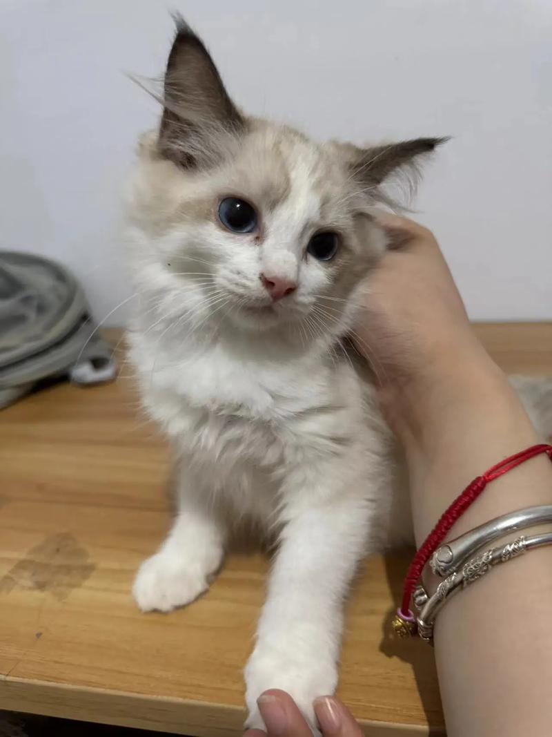 丑猫遭弃养，请领养代替购买（品相不好的布偶猫图片）