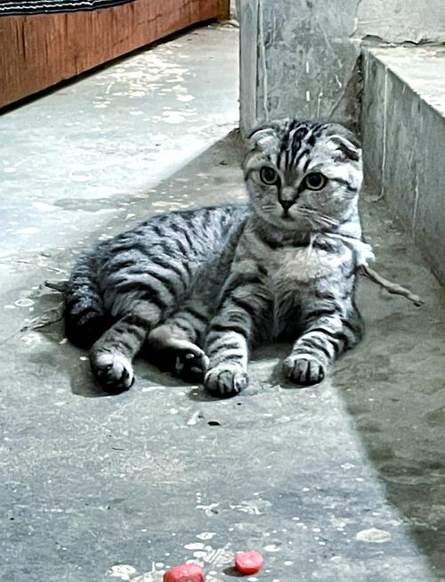 金命人养蓝灰折耳猫好处多(金命2000年养蓝灰折耳猫) 金命人养蓝灰折耳猫好处多(金命2000年养蓝灰折耳猫)