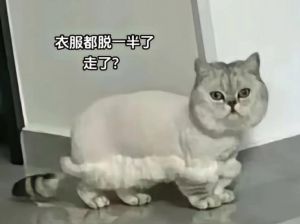猫咪剃毛后易困惑，需主人安抚适应（猫咪知道自己剃毛了吗）