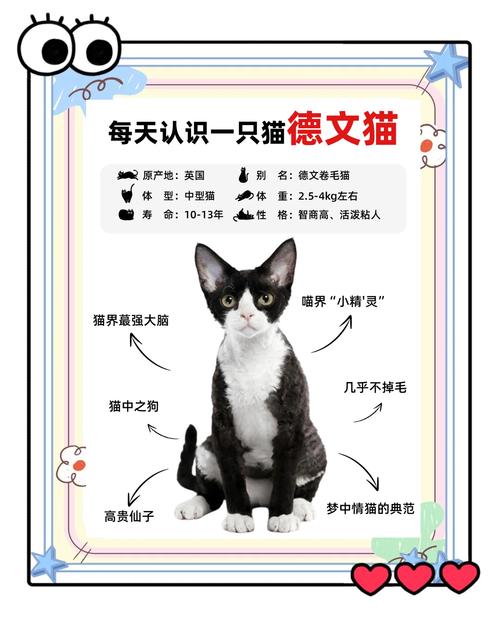 高颜值粘人德文卷毛猫,掉毛少需耐心陪伴(德文卷毛猫优点和缺点) 高颜值粘人德文卷毛猫,掉毛少需耐心陪伴(德文卷毛猫优点和缺点)
