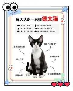 高颜值粘人德文卷毛猫，掉毛少需耐心陪伴（德文卷毛猫优点和缺点）