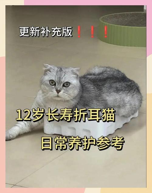 聪明折耳猫懂情绪,需多关爱(折耳猫能听懂人话吗) 聪明折耳猫懂情绪,需多关爱(折耳猫能听懂人话吗)