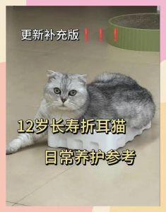 聪明折耳猫懂情绪，需多关爱（折耳猫能听懂人话吗）