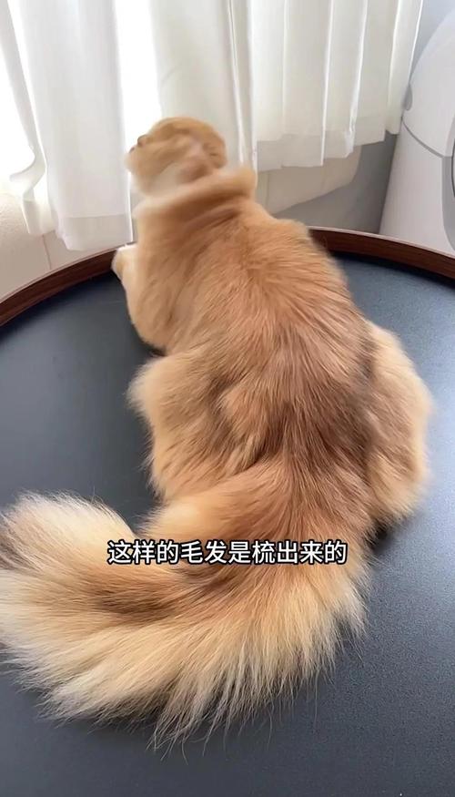 春季猫咪掉毛多?梳毛喂粮是关键!(猫咪的换毛季) 春季猫咪掉毛多?梳毛喂粮是关键!(猫咪的换毛季)