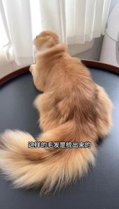春季猫咪掉毛多？梳毛喂粮是关键！（猫咪的换毛季）