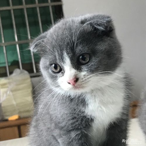 可爱背后的健康责任(带有折耳的英短蓝猫好不好) 可爱背后的健康责任(带有折耳的英短蓝猫好不好)