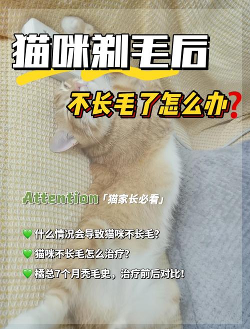 剃猫毛有风险,掉毛清洁需权衡(给猫剪毛的好处和坏处) 剃猫毛有风险,掉毛清洁需权衡(给猫剪毛的好处和坏处)