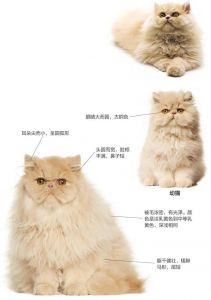 优雅安静的长毛贵族猫（波斯猫源自伊朗吗）