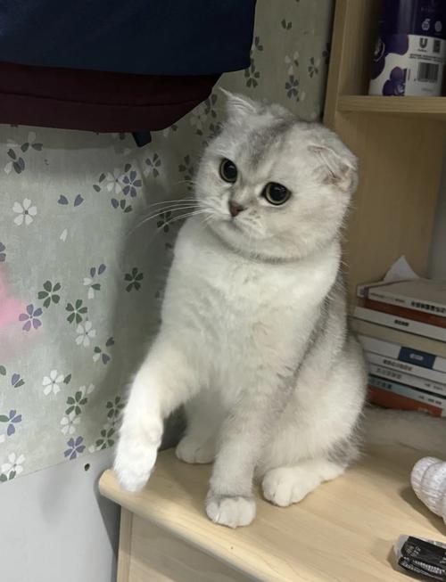 独特毛色与健康关注(折耳猫最稀有三个颜色) 独特毛色与健康关注(折耳猫最稀有三个颜色)