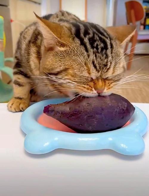 猫咪可适量食红薯助消化(猫咪为什么喜欢吃红薯) 猫咪可适量食红薯助消化(猫咪为什么喜欢吃红薯)
