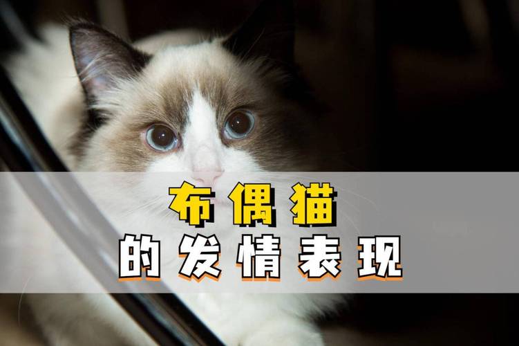 布偶猫几月发情?春季秋季易发情(公布偶猫几个月发情) 布偶猫几月发情?春季秋季易发情(公布偶猫几个月发情)