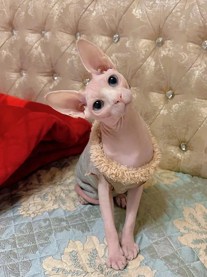 高贵优雅伴侣(泼斯猫图片) 高贵优雅伴侣(泼斯猫图片)