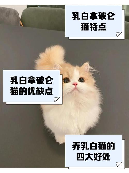 拿破仑猫缺点多,养它要当心!(拿破仑猫有什么缺点) 拿破仑猫缺点多,养它要当心!(拿破仑猫有什么缺点)