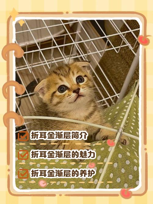 健康隐患多,领养更暖心!(500元一只折耳猫贵吗) 健康隐患多,领养更暖心!(500元一只折耳猫贵吗)