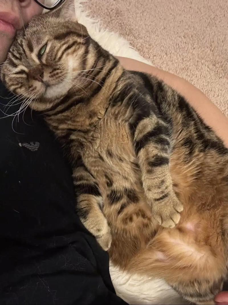 温和易养,还有大蓝眼长毛品种可选(棕色短毛猫的品种) 温和易养,还有大蓝眼长毛品种可选(棕色短毛猫的品种)