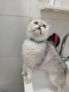 剃毛猫后别洗澡，保暖防晒防感染（剃毛的猫需要洗澡吗）