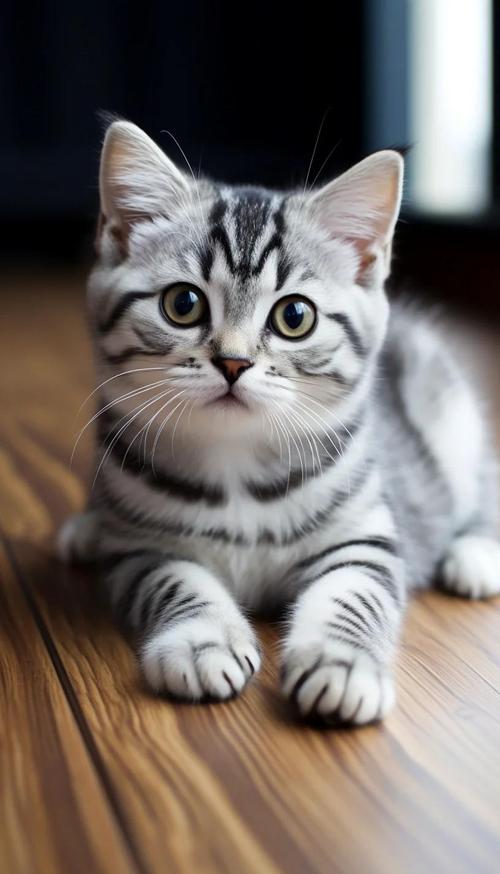 短毛猫品种多，选对伴侣添欢乐（短毛猫的品种）