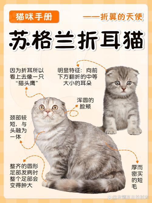 真假折耳猫怎么分？看爪鞘关节眼神反应（假折耳猫和真折耳的区别）